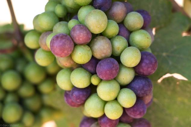 Pinot Noir Veraison
The onset of ripening
Willamette Valley  OR